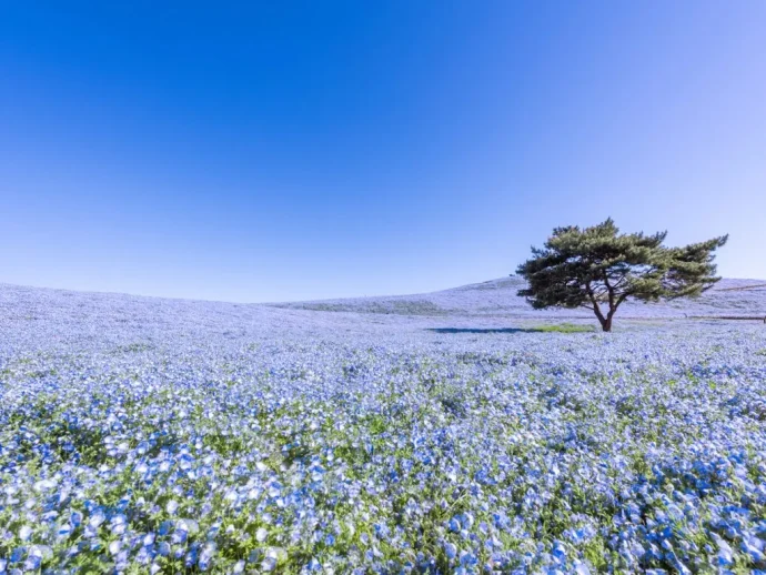 【春】空、海、花。足元から頭の上まで青色に染まる花畑