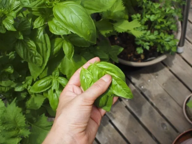 #ベランダ菜園