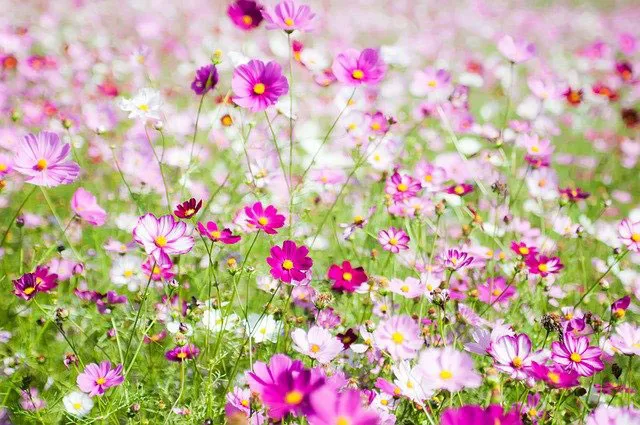 9月14日は「コスモスの日」。花にまつわる記念日まとめ&結婚式披露宴の装花コーディネート30選