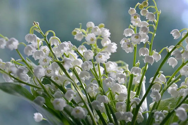 9月14日は「コスモスの日」。花にまつわる記念日まとめ＆結婚式披露宴の装花コーディネート30選