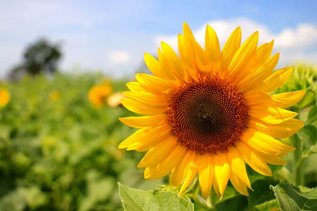 9月14日は「コスモスの日」。花にまつわる記念日まとめ&結婚式披露宴の装花コーディネート30選
