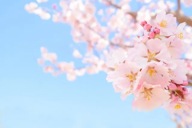 桜,春デート,お花見