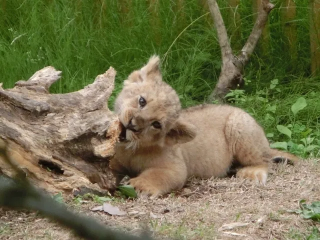 動物園,春デート,カップル