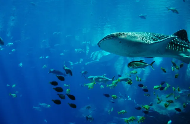 水族館