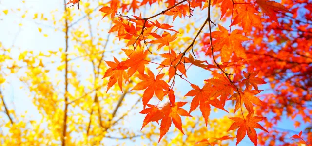 11月の語呂合わせ&記念日一覧
