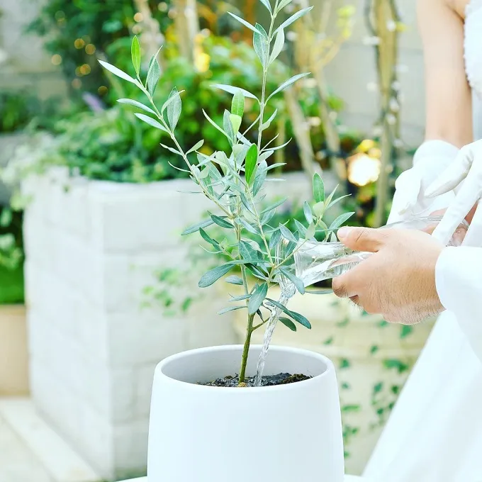 結婚式の想い出を“カタチ”に残せる演出「植樹の儀」