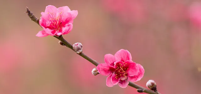 3月の語呂合わせ&記念日一覧