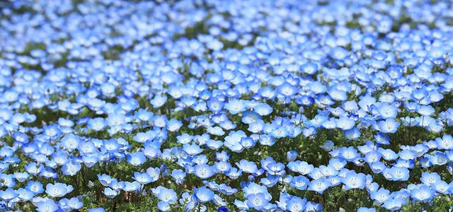 5月の語呂合わせ&記念日一覧