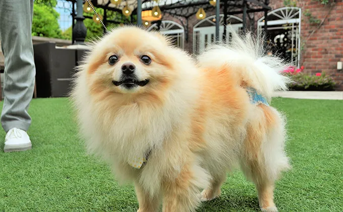 ペットと一緒に参加♡アニヴェルセル 東京ベイのグランドフィナーレイベント第四弾【pets & smile】