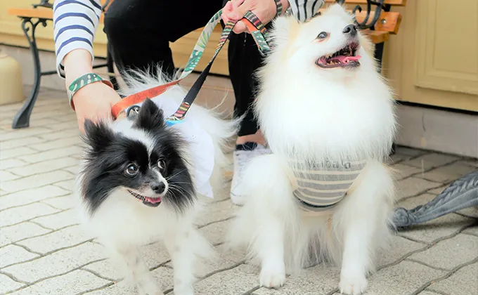 ペットと一緒に参加♡アニヴェルセル 東京ベイのグランドフィナーレイベント第四弾【pets ＆ smile】