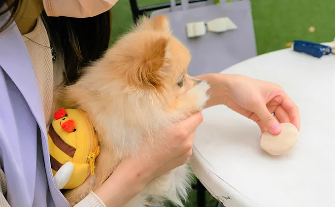 ペットと一緒に参加♡アニヴェルセル 東京ベイのグランドフィナーレイベント第四弾【pets & smile】