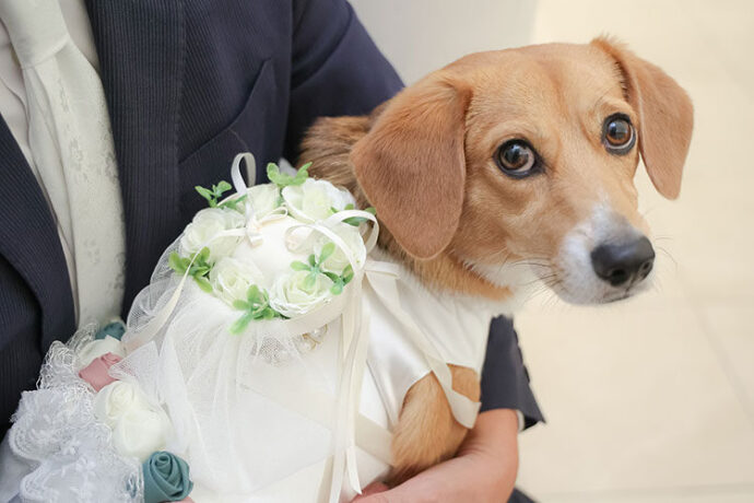 結婚式,犬,リングドッグ