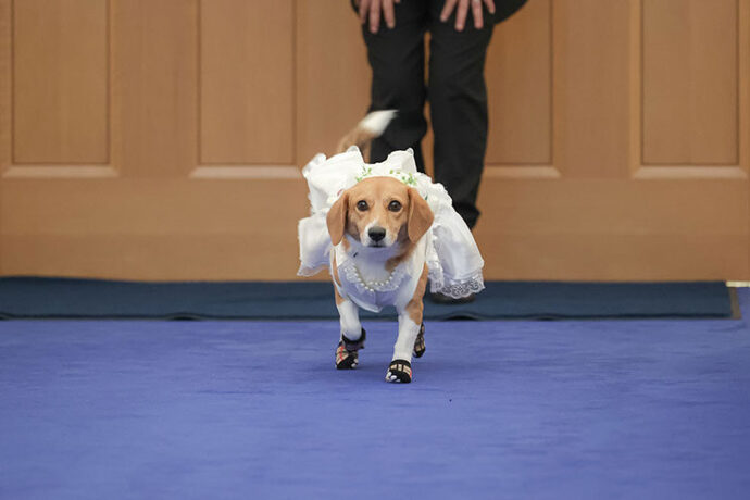 結婚式,犬,リングドッグ