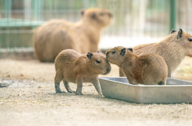 春デート（動物園）