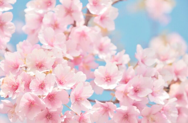 春デート（花見）