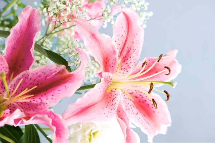 花束に使う花（ユリ）