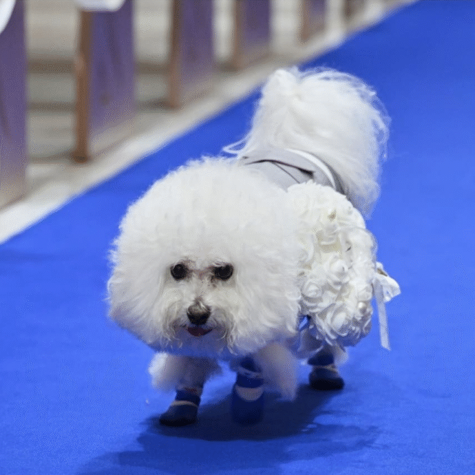 ①指輪交換のミッション！リングドッグ