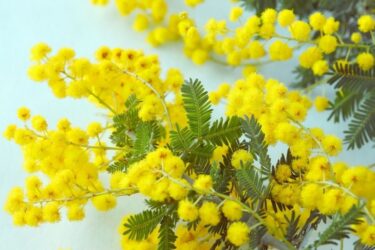 3月5日は天赦日×一粒万倍日×大安の大開運日！3月入籍ならミモザの婚姻届がおすすめ♡